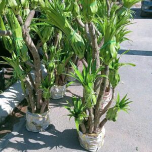 Chậu cây Đại Lộc – Cây huyết rồng