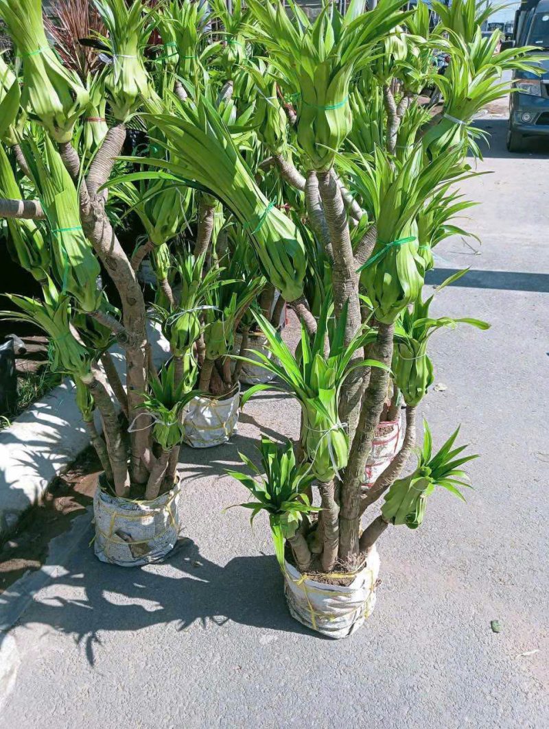 Chậu cây Đại Lộc – Cây huyết rồng