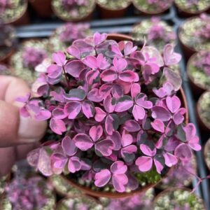 Chậu cây Oxalis vulcanicola ‘Plum Crazy’ nhập khẩu