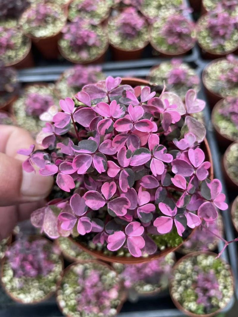 Chậu cây Oxalis vulcanicola ‘Plum Crazy’ nhập khẩu