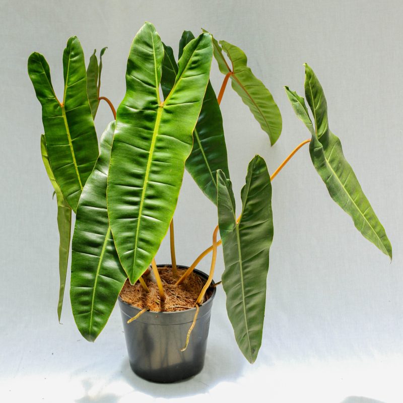Chậu Cây Hạc Cam (Philodendron Billietiae) – hồng hạc cuống cam