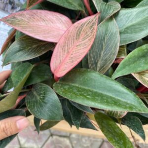 Cây trầu bà kim cương hồng giống – cây giống ươm vỉ