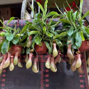 Chậu Cây nắp ấm bắt mồi trưởng thành size to