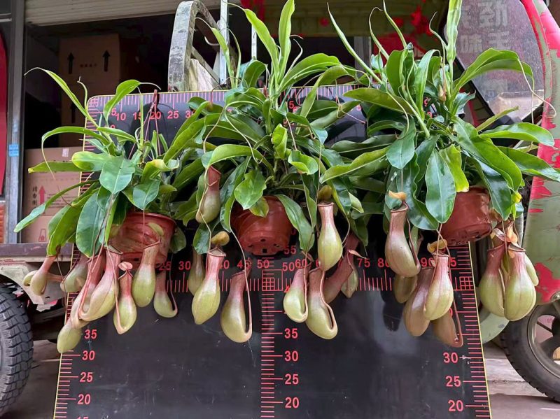 Chậu Cây nắp ấm bắt mồi trưởng thành size to
